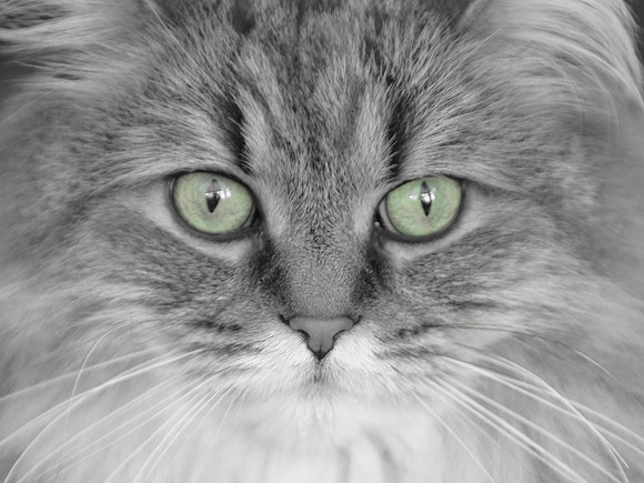 Cats_0001