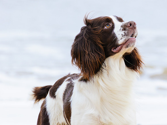 Dogs_0002